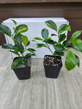 Tiger Bark Ficus Microcarpa Bonsai Starter Trees (2-pack)
