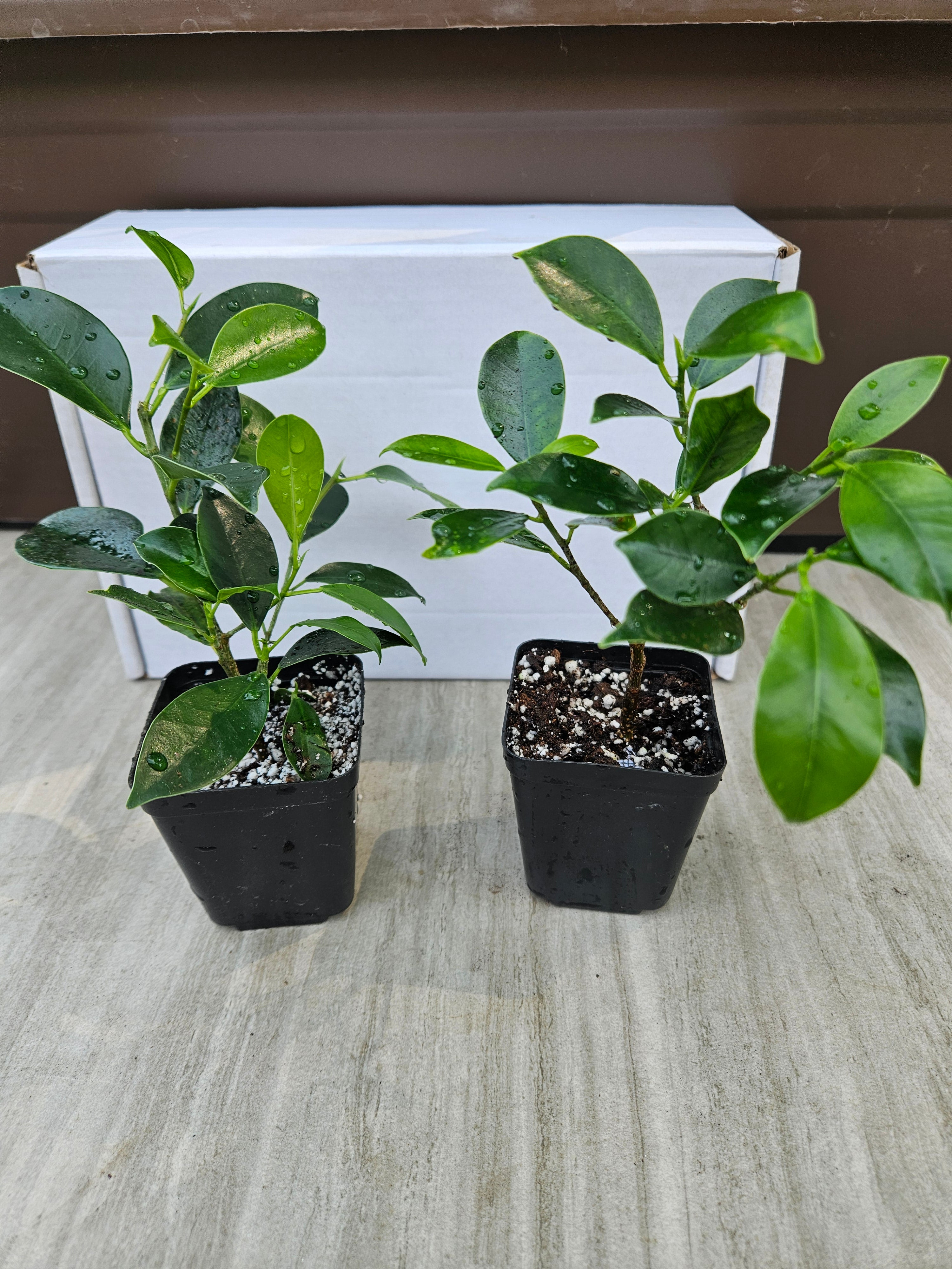 Tiger Bark Ficus Microcarpa Bonsai Starter Trees (2-pack)