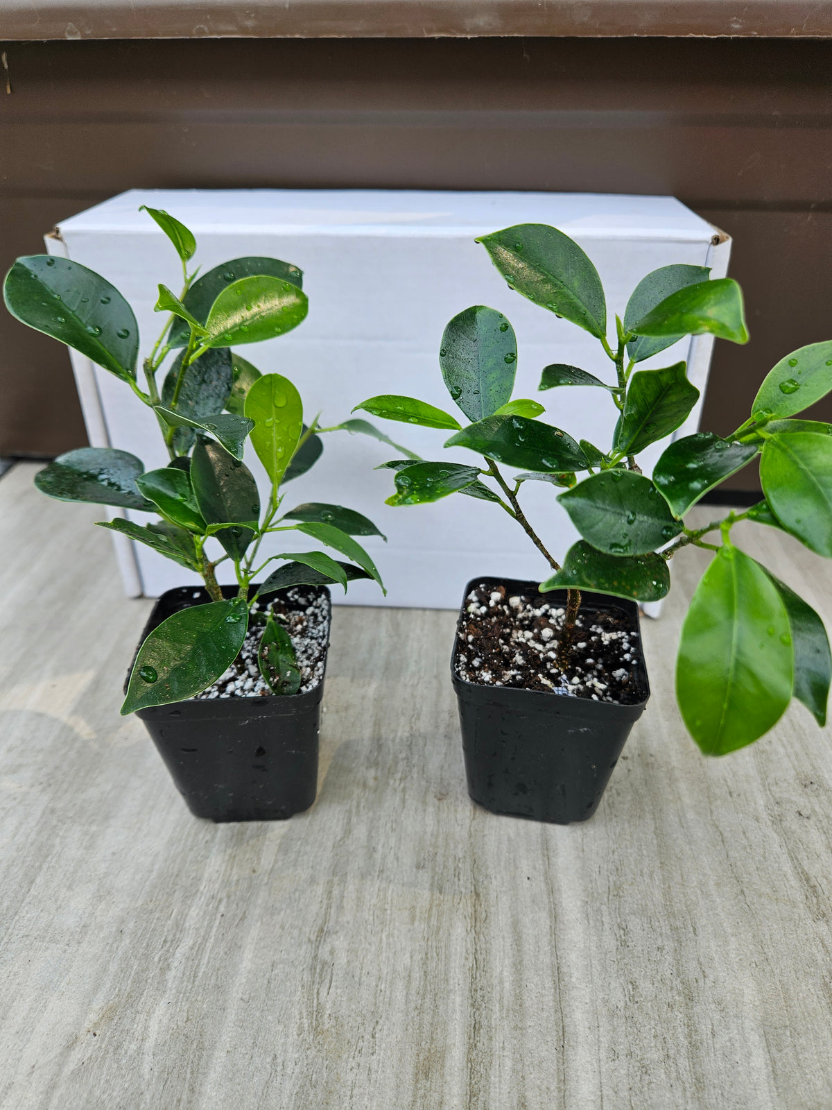 Tiger Bark Ficus Microcarpa Bonsai Starter Trees (2-pack)