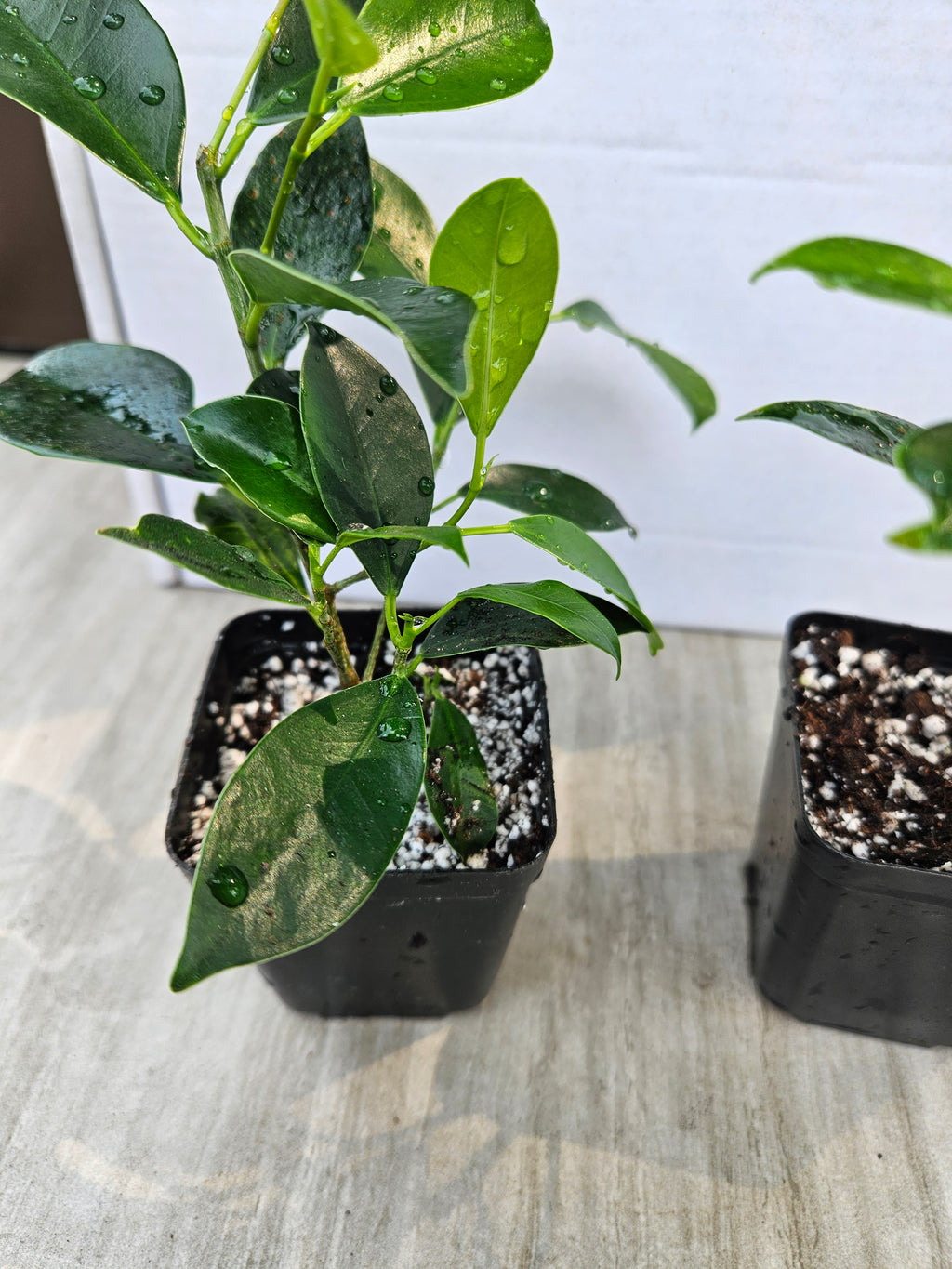 Tiger Bark Ficus Microcarpa Bonsai Starter Trees (2-pack)