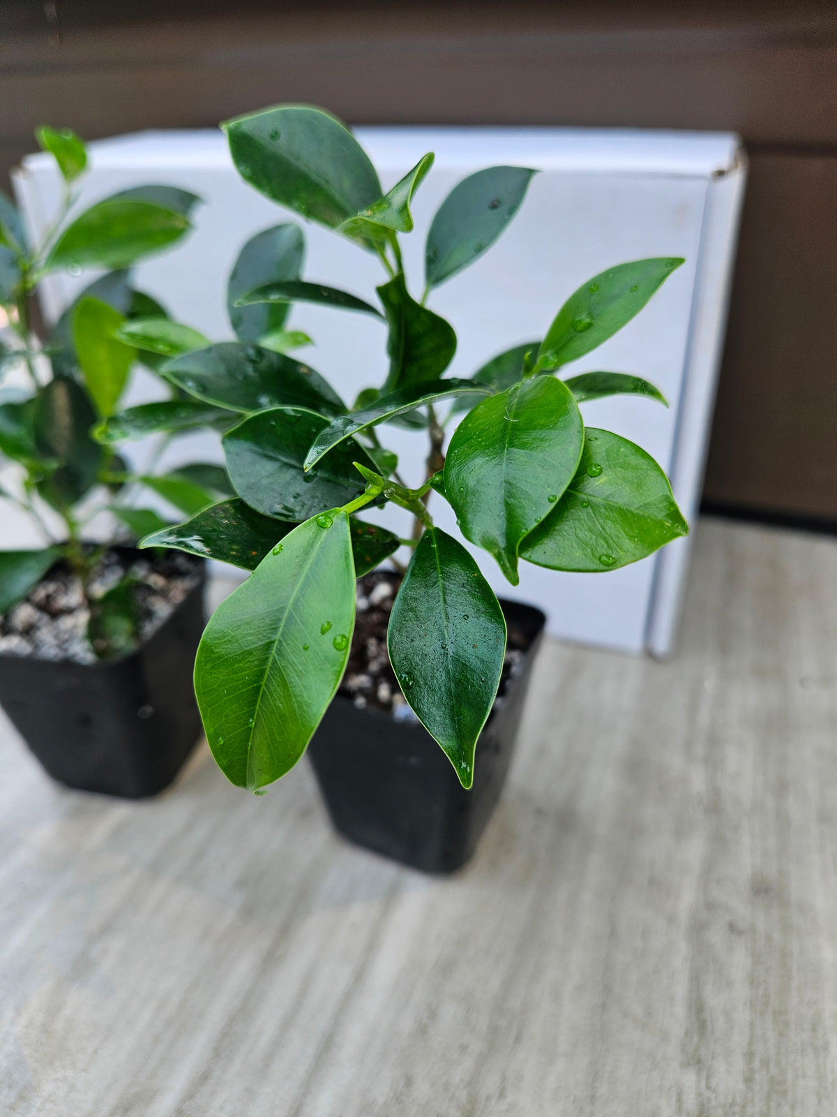 Tiger Bark Ficus Microcarpa Bonsai Starter Trees (2-pack)
